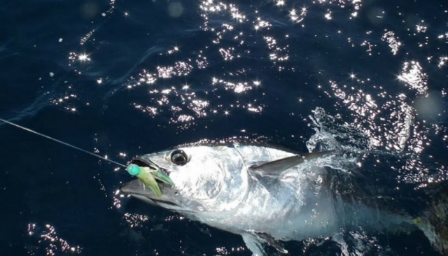  A tuna has stung 
